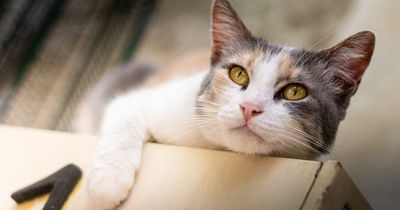 Bright teen girl 'identifying as a cat at school' and 'shows feline behaviour'