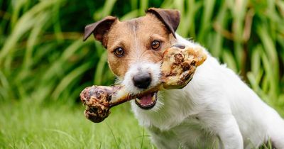 Vet explains sad reason dogs bury their favourite treats in the garden