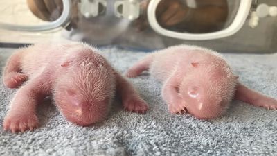 Panda twins are born in China as the species struggles for survival