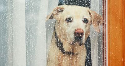 'My neighbour asked me to mind her dog while she was in A&E - I outright refused'