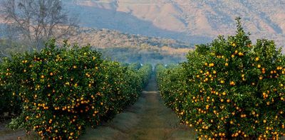 South African citrus: new EU rules are unjust and punitive