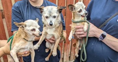 Three dogs cruelly dumped in cardboard box and abandoned in car park