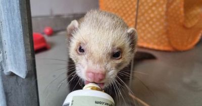 Meet the loveable Lanarkshire ferrets desperate to find their forever homes