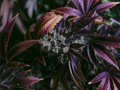 Glass House Brands Partners With Seed Junky Genetics To Expand Its Cannabis Offerings