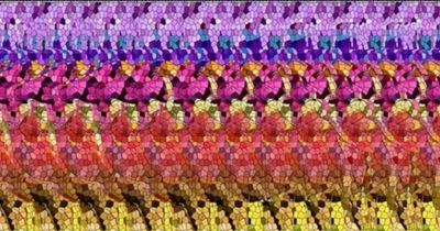 Mind-boggling psychedelic camel optical illusion that only '3D brains' can spot