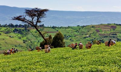 Kenyan tea pickers on Scottish-run farm to pursue health issues in UK court