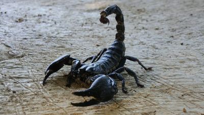 Scorpion venom 'fetches $10 million a litre', but is it a fool's gold rush?