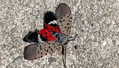 Invasive spotted lanternfly has swarmed across the East Coast and been seen in Indiana. Could it be coming here next?