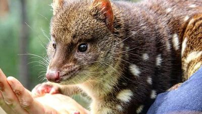 Locals despair for flora and fauna as work begins on large industrial area in West Logan