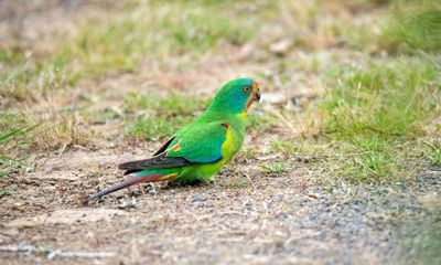 Morning mail: Swift parrot recovery plan ‘useless’, unions push for wider pay claims, Greens want rent freeze