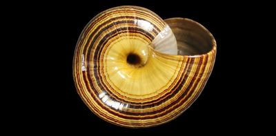Empty mollusc shells hold the story of evolution, even for extinct species. Now we can decode it