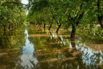 The water footprint of protein