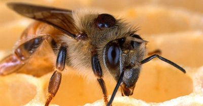 Hunter varroa outbreak evolves but not over as last hives destroyed