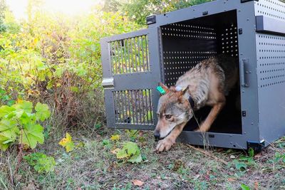 Isle Royale wolf population surges after nearly dying off