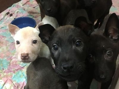 Action urged on NSW puppy, cat farms