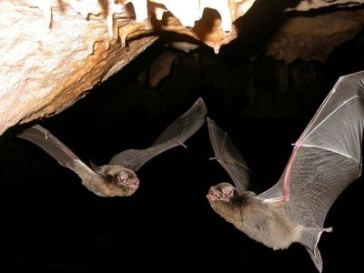 Tiny bat named mammal of the year