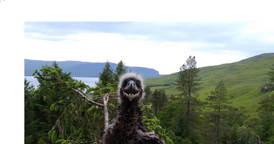White-tailed eagle chick dies from avian flu on Mull sparking fresh fears for bird's population