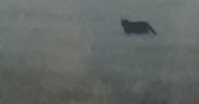 Scots woman shocked after spotting 'big cat' prowling outside her work