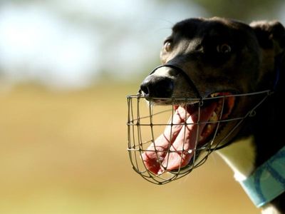 Greyhound trainer faces live baiting probe