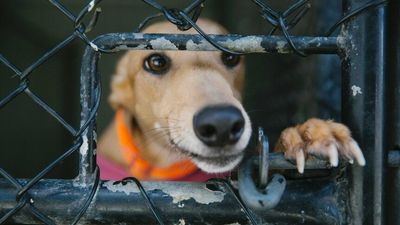 Greyhound Racing SA and RSPCA investigate allegation of live baiting against dog trainer