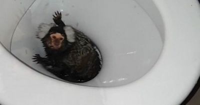 Abused pet monkey that was flushed down toilet rescued and loving her new home
