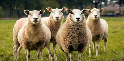 What the High Court decision on filming animals in farms and abattoirs really means