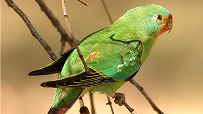 Swift parrot recovery team slams attempted government edits to downplay logging risk to species' future