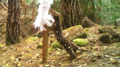 Feral cats, native animals enticed with feather boas in Tasmanian forests, with surprising results