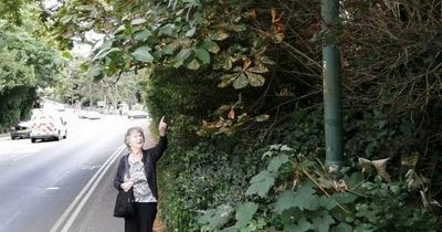 Residents fuming at neighbour's overgrown bush so big it blocks speed sign