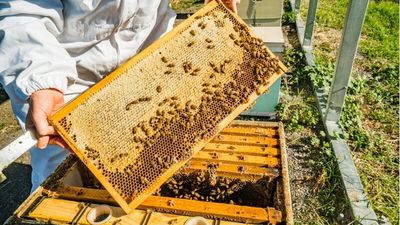Varroa mite surveillance stepped up as 80,000 hives sent to almond plantations in southern NSW