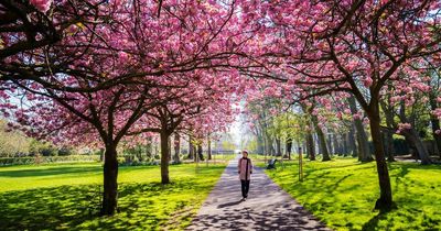 TikTok's Dublin hidden gems from secret restaurants to Chinese gardens