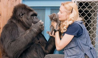 Best podcasts of the week: Inside the tragic life story of Koko the celebrity gorilla