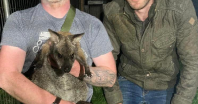 Winnie the Wallaby: Co Tyrone owner jumping for joy as Winnie found safe and sound