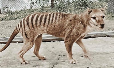 US firm behind Tasmanian tiger ‘de-extinction’ plan uses influencers to promote research