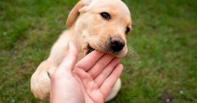 'My mum lost her mind over my dog's name - she says it's stupid and confusing'