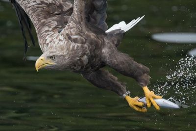Fears for Scotland's largest bird of prey as dead eagle chick tests positive for avian flu
