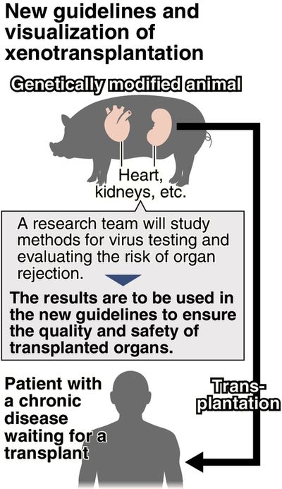 Guidelines eyed for animal organ use in humans