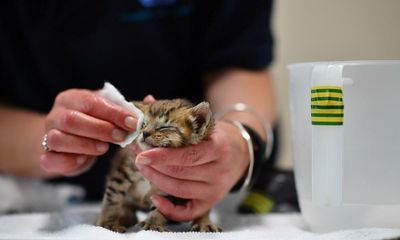 RSPCA shelters ‘drowning’ in animals amid cost of living crisis