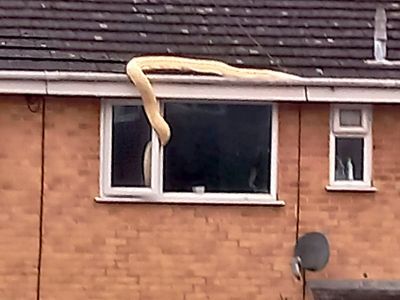 ‘Not what you want to see first thing in the morning’: Huge albino snake climbs through bedroom window