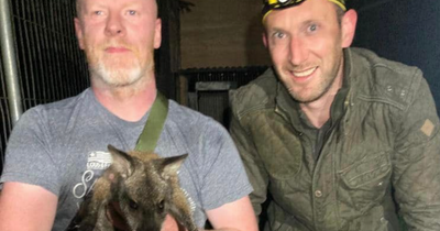 Joy as wallaby missing in Co Tyrone found safe
