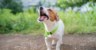 UK's naughtiest dog breeds most likely to chew your socks and pee on your floor