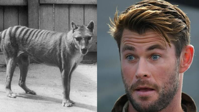 There Was An Alleged Tassie Tiger Sighting In SA I’m Sure The Hemsworth Bros Are Quaking RN