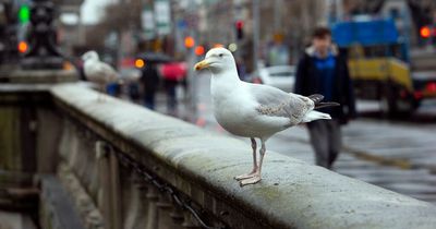 New 'anti-seagull' bin bags to be tested by residents and businesses in Dublin city