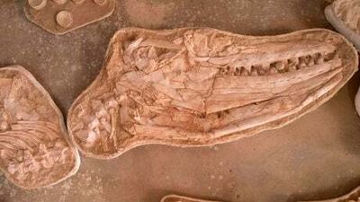 Fossils of ‘terrifying’ giant marine reptile Thalassotitan discovered in Morocco