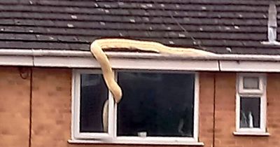 Family horrified as 'very dangerous' 18ft python slithers into their Hampshire home