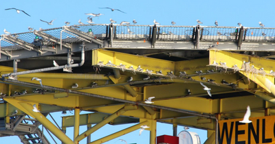 North Sea gas platform to be repurposed as bird nesting site