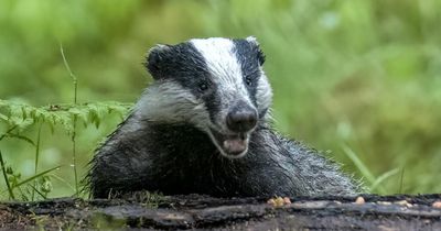 Disabled woman left a prisoner in her own home because of badgers invading her garden