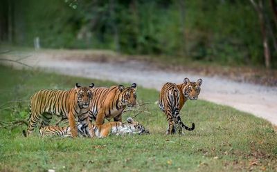 Back from pandemic, travellers seek luxury and adrenaline