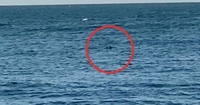 Families flee after 'shark' spotted lurking just 150ft off a UK beach