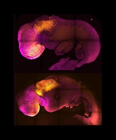 Synthetic embryo with brain and beating heart grown from mouse cells for first time ever